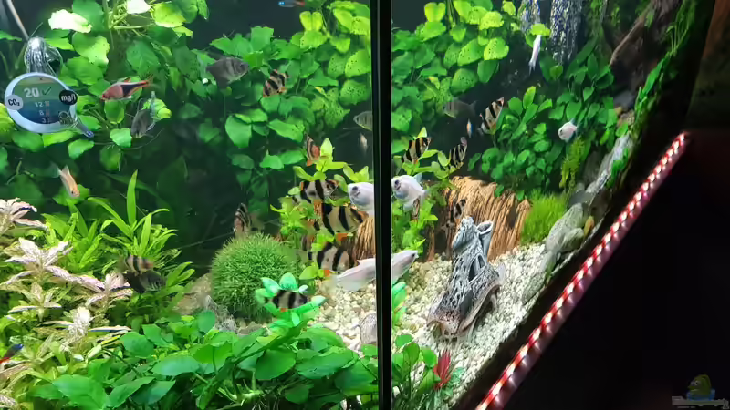 Aquarium Kleine Unterwasserwelt von mcfly (5)