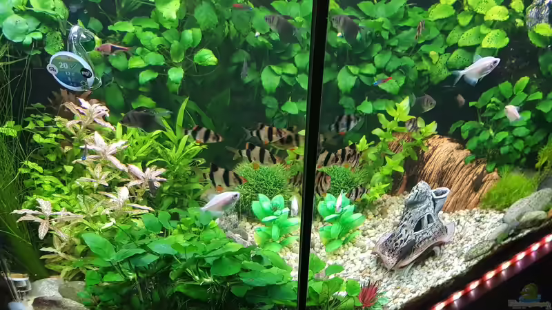 Aquarium Kleine Unterwasserwelt von mcfly (7)