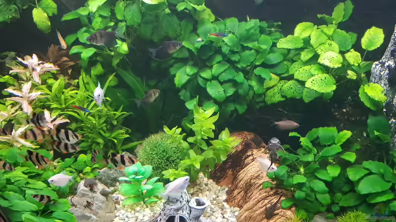 Aquarium Kleine Unterwasserwelt von mcfly (8)