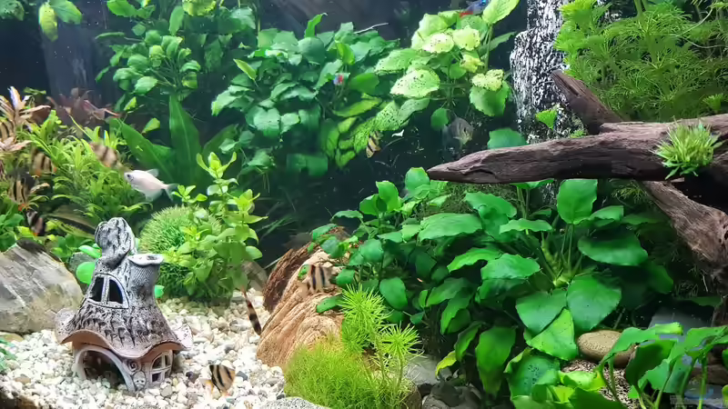 Aquarium Kleine Unterwasserwelt von mcfly (9)