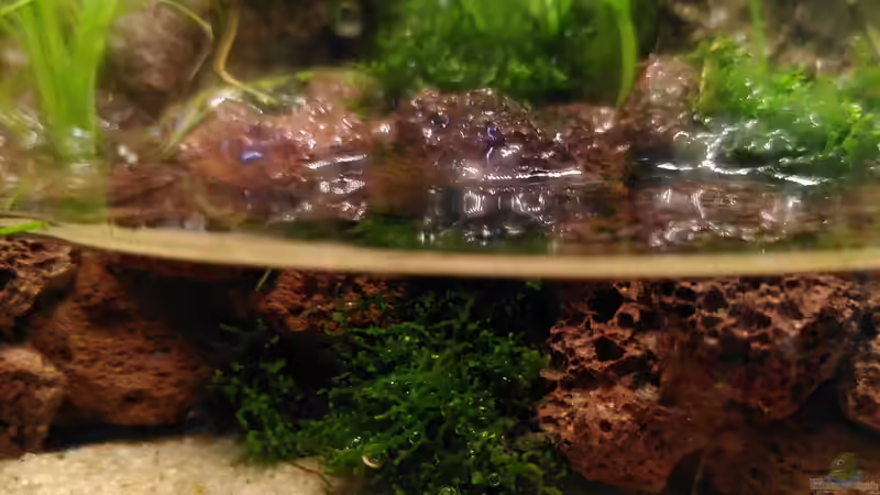 Aquarium Kleine Welt von Stephi (3)