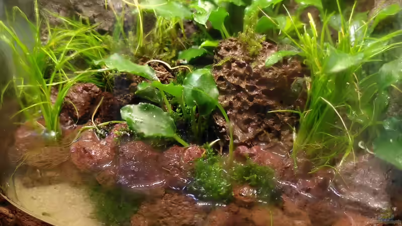 Aquarium Kleine Welt von Stephi (4)