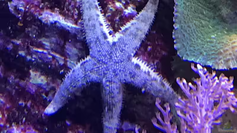 Aquarium kleiner Riff-Ausschnitt von Diver (2)