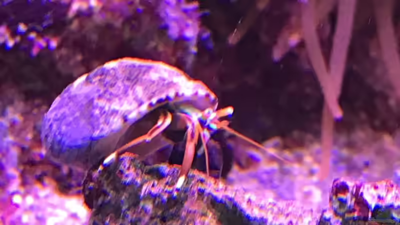 Aquarium kleiner Riff-Ausschnitt von Diver (3)