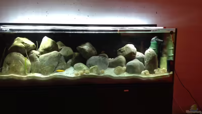 Aquarium Kleiner Tanganjikasee von jules (2)