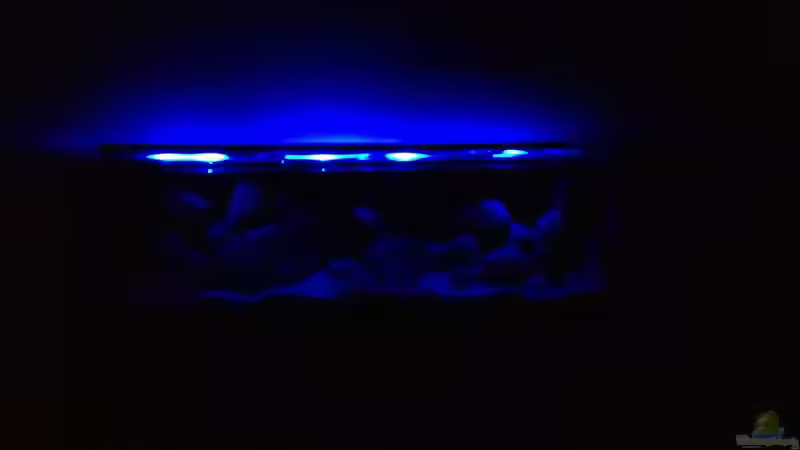 Aquarium Kleiner Tanganjikasee von jules (4)