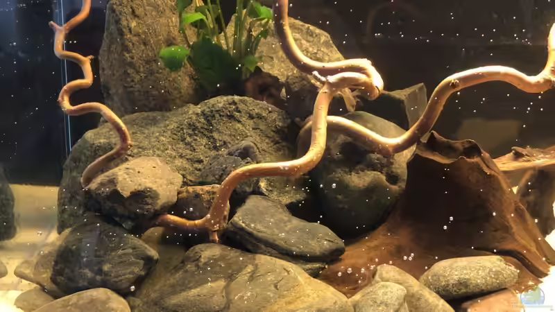 Aquarium Kleines Amazonasbecken von MaFu (3)