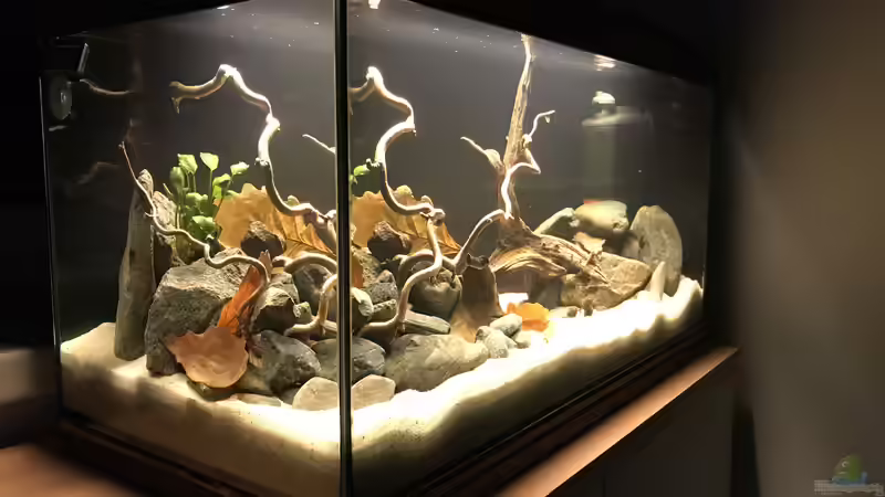 Aquarium Kleines Amazonasbecken von MaFu (4)