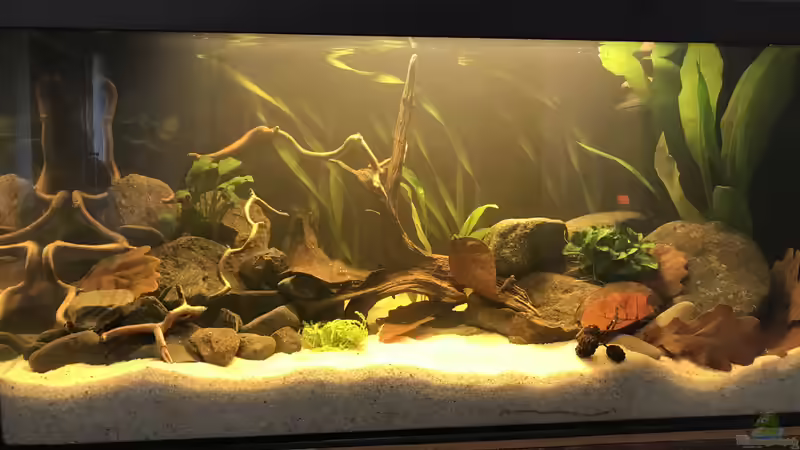 Aquarium Kleines Amazonasbecken von MaFu (7)