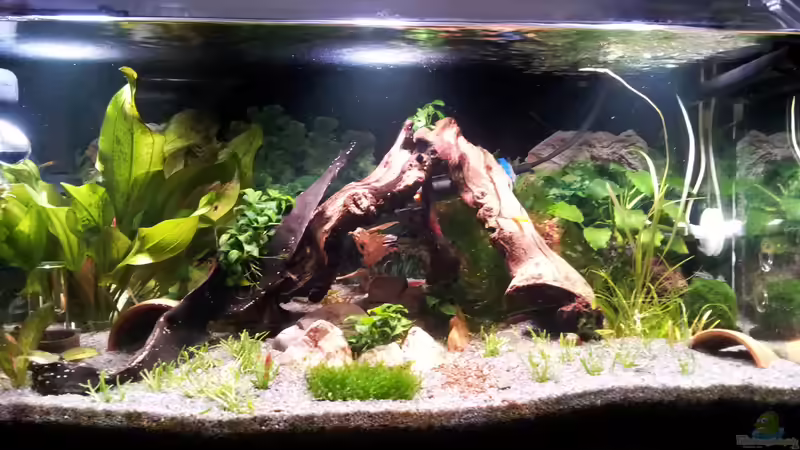 Aquarium Kleines Becken von Erschreckerbär (2)