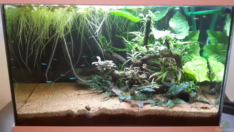 Aquarium Kleines Gesellschaftsbecken von rams (2)
