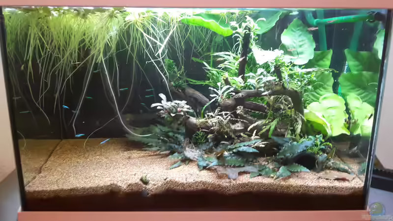 Aquarium Kleines Gesellschaftsbecken von rams (3)