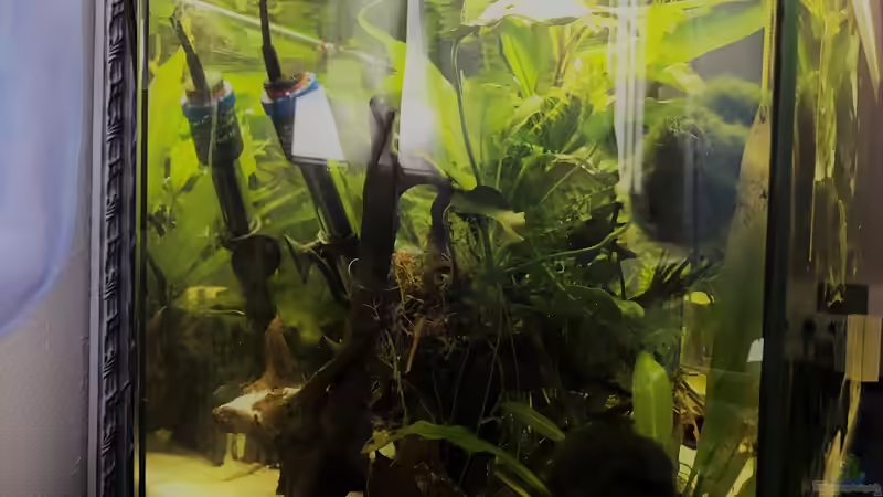 Aquarium kleines grün  (Becken wird aufgelöst) von Raven887 (3)