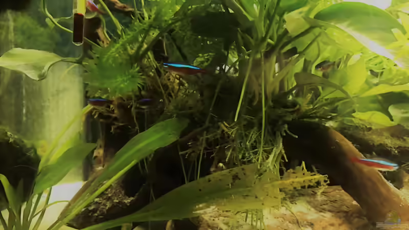 Aquarium kleines grün  (Becken wird aufgelöst) von Raven887 (7)