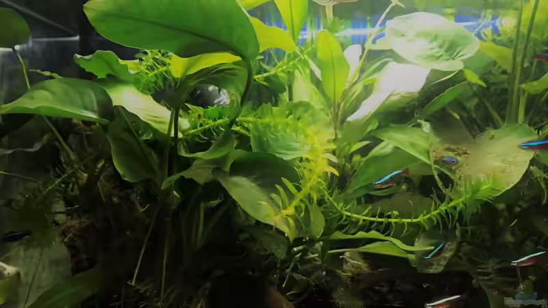 Aquarium kleines grün  (Becken wird aufgelöst) von Raven887 (9)