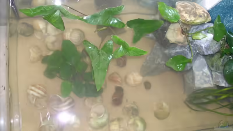 Aquarium kleines Multibecken (N. multifasciatus) von Exotist (11)