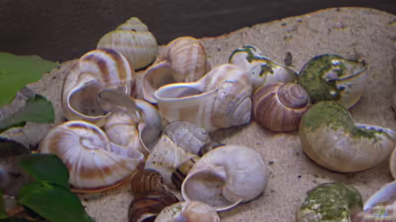 Aquarium kleines Multibecken (N. multifasciatus) von Exotist (2)