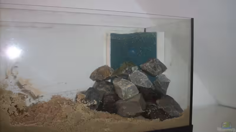 Aquarium kleines Multibecken (N. multifasciatus) von Exotist (9)