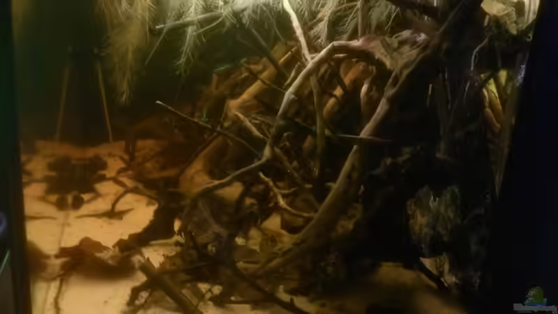 Aquarium Kleines Rio Negro Imitat von NonTakt (3)