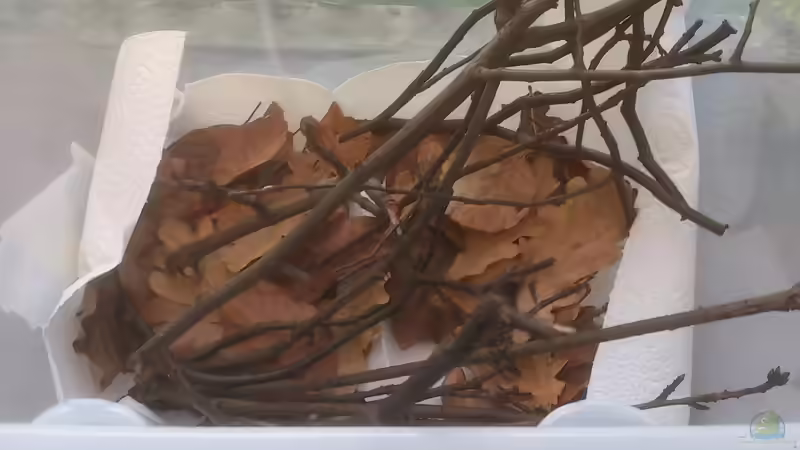 Aquarium Kleines Rio Negro Imitat von NonTakt (4)