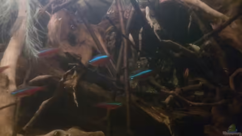 Aquarium Kleines Rio Negro Imitat von NonTakt (5)