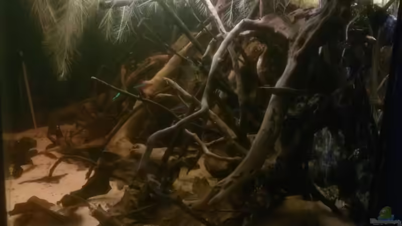 Aquarium Kleines Rio Negro Imitat von NonTakt (6)