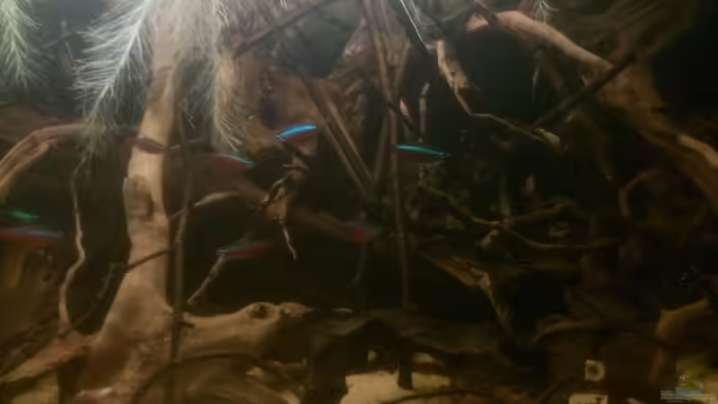 Aquarium Kleines Rio Negro Imitat von NonTakt (7)