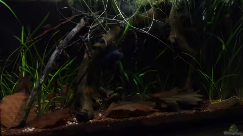 Aquarium kleines schwarzes von die Perle... (7)