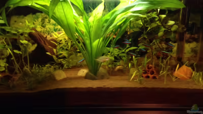 Aquarium Kleines Stück Südamerika von Enzio (2)