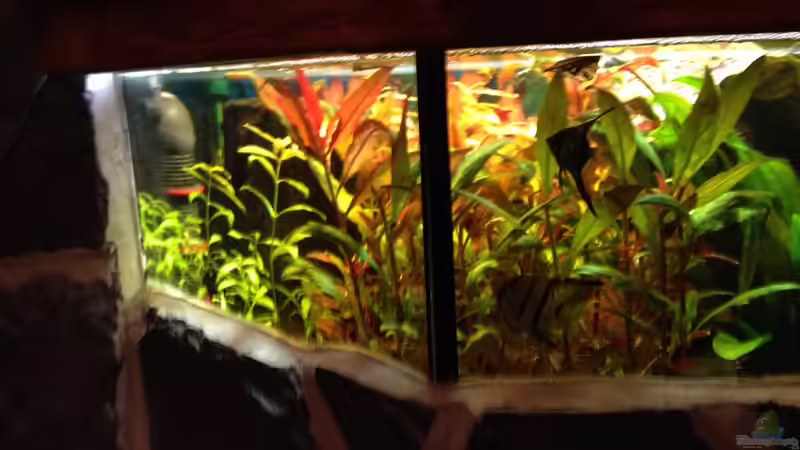 Aquarium Kleines Stück Südamerika von Enzio (2)