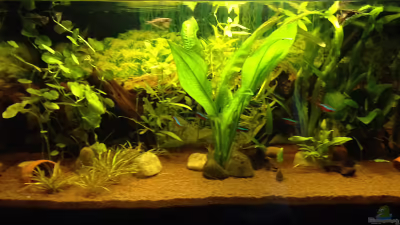 Aquarium Kleines Stück Südamerika von Enzio (3)