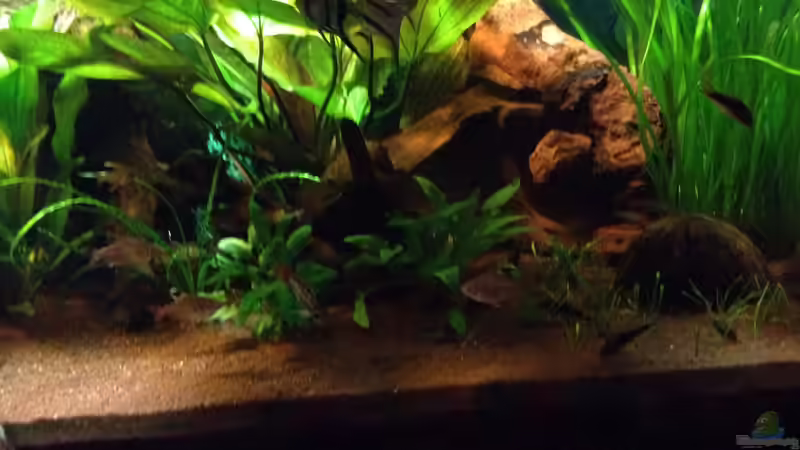 Aquarium Kleines Stück Südamerika von Enzio (3)