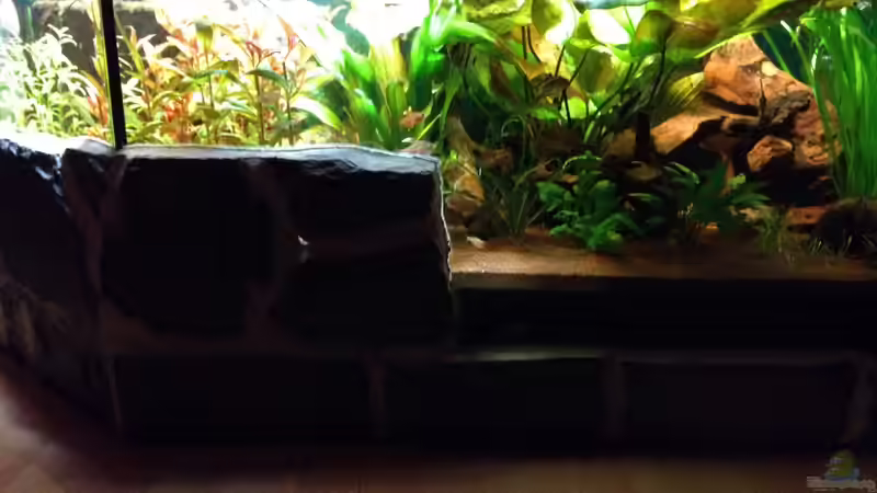 Aquarium Kleines Stück Südamerika von Enzio (4)