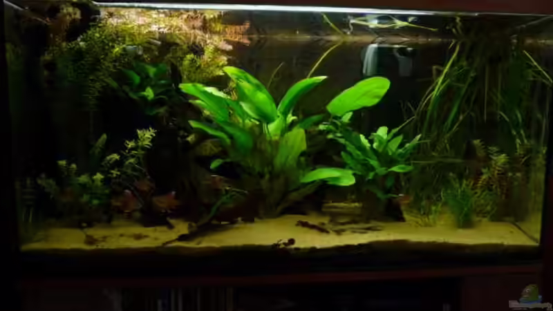 Aquarium Kleines Südamerika --wurde aufgelöst--- von Stefan J. (2)