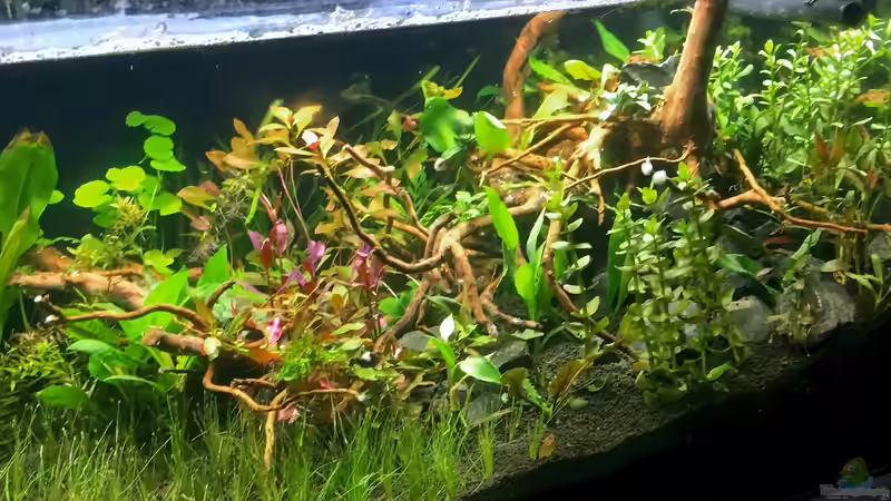 Aquarium kleines Südamerika von Jule (3)