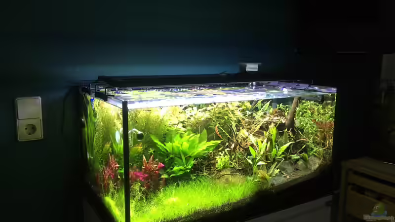 Aquarium kleines Südamerika von Jule (4)