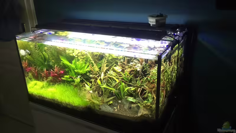 Aquarium kleines Südamerika von Jule (5)