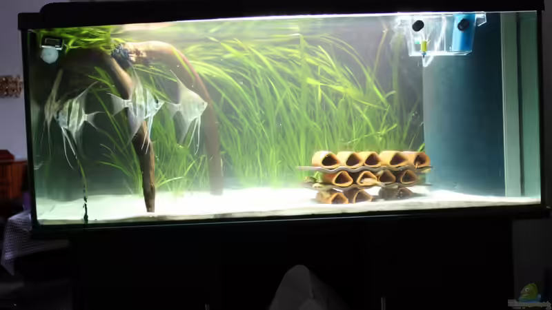 Aquarium Kleines Südamerika von Panda (2)