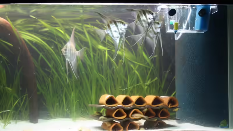 Aquarium Kleines Südamerika von Panda (4)