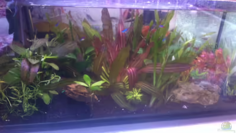 Aquarium kleines von olivia (2)