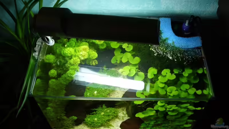 Aquarium kleines Weißes von A. G. (2)