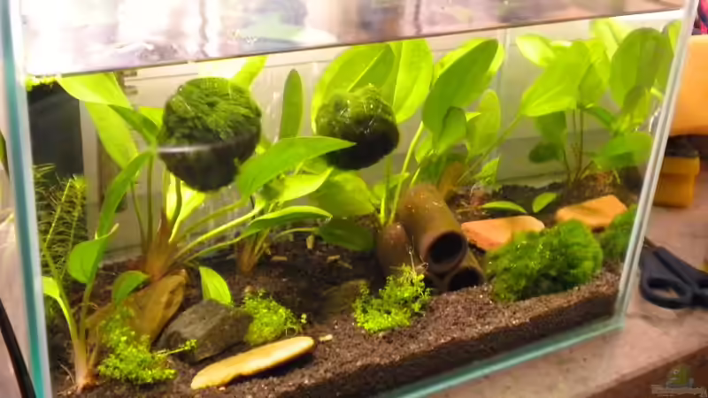 Aquarium kleines Wirbellosenbecken von Marci (2)