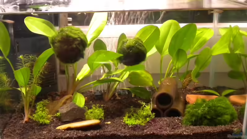 Aquarium kleines Wirbellosenbecken von Marci (3)