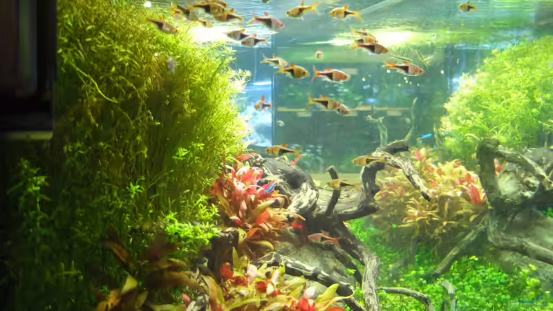 Aquarium Kölle Zoo von Koelle-Zoo (4)