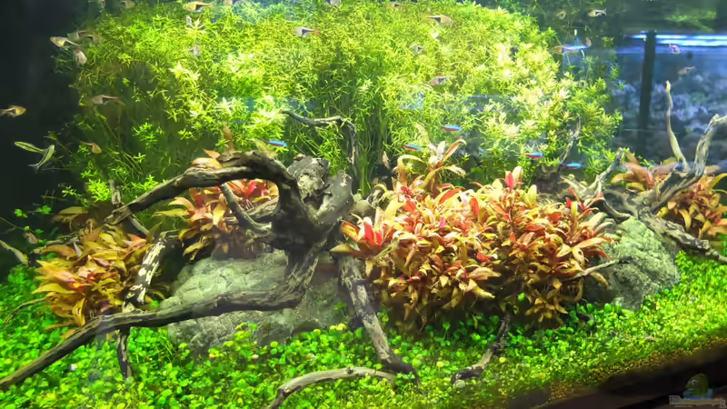 Aquarium Kölle Zoo von Koelle-Zoo (5)