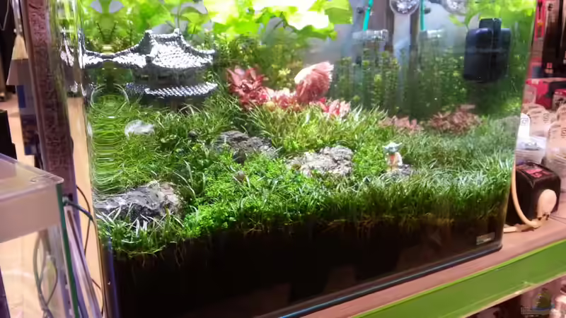 Aquarium Kölle Zoo von Trimmy (3)