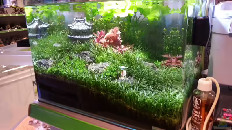 Aquarium Kölle Zoo von Trimmy (4)