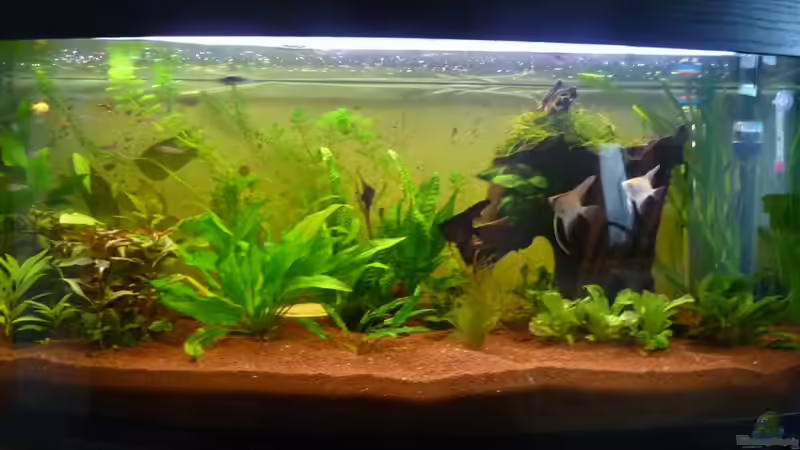 Aquarium komplett (alte einrichtung) von Jan H. (2)