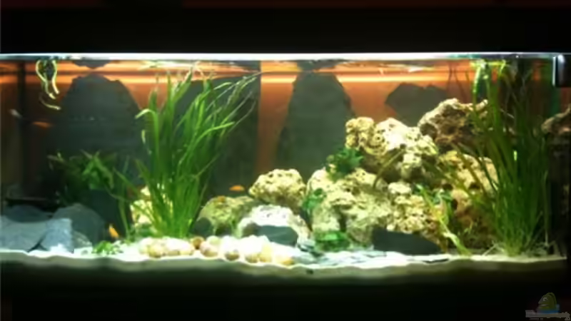 Aquarium Komplett von René Cremer (1)