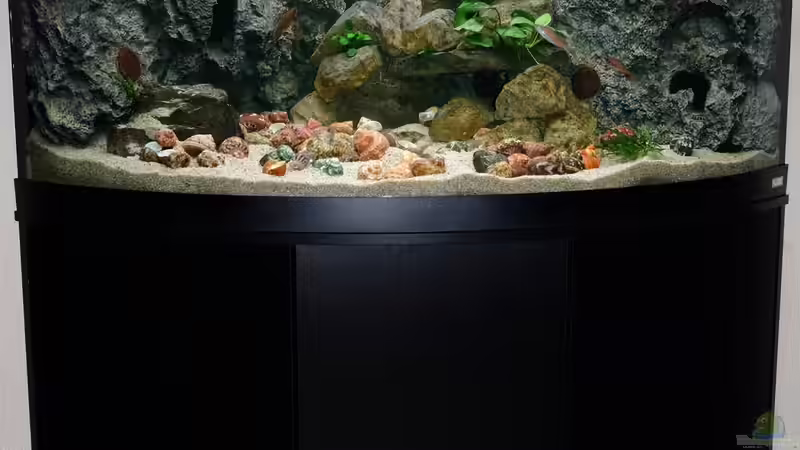 Aquarium-Komplettansicht - März 2015 von Harald Götz (6)